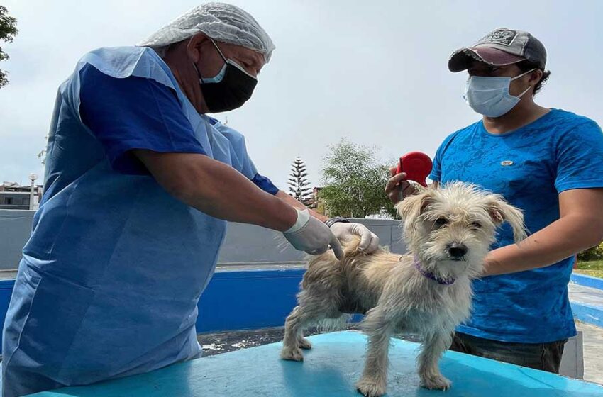  Municipalidad de Bellavista esteriliza mascotas completamente gratis, para evitar su sobrepoblación