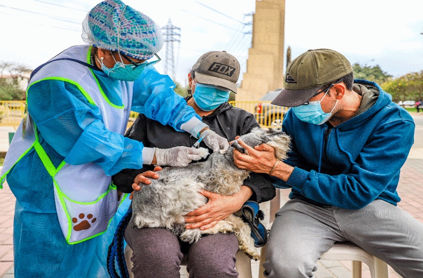  ¿Por qué llevar a mi mascota al veterinario?