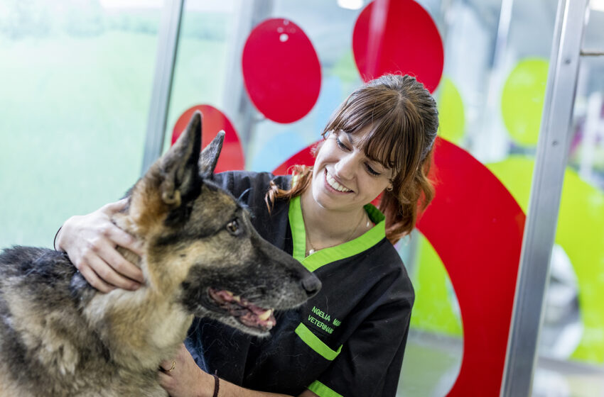  Día del Perro: cuatro actividades para disfrutar con tu mascota al aire libre