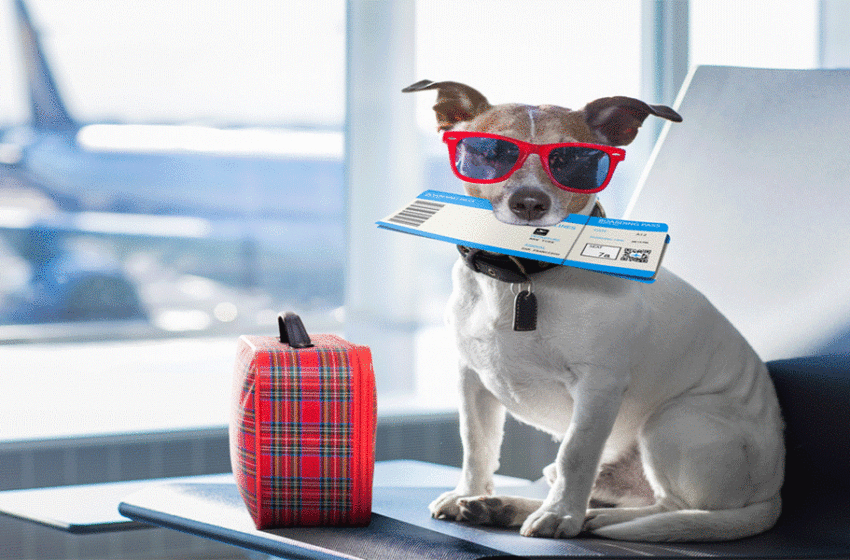  Viajes con mascotas: 5 errores que debes evitar cometer