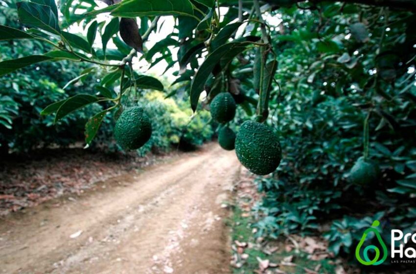  La palta hass, un potencial de crecimiento y consumo en el perú y en el mundo