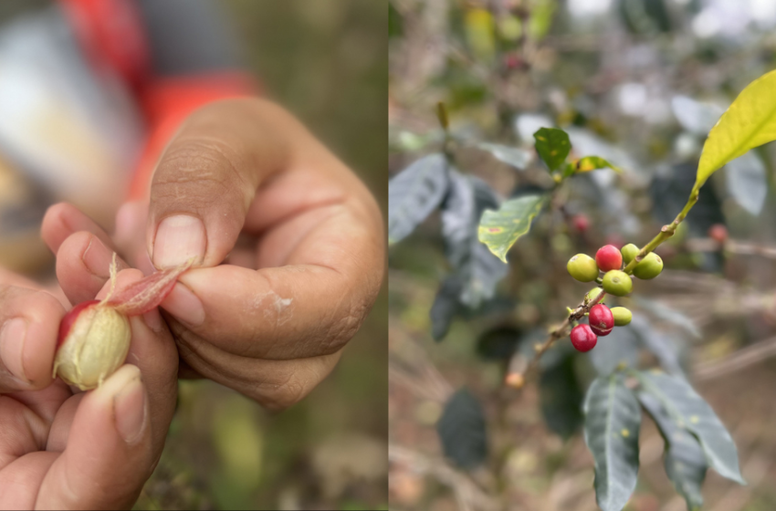  Día del Café Peruano: agricultores digitalizan sus negocios a través de E-commerce solidario.  