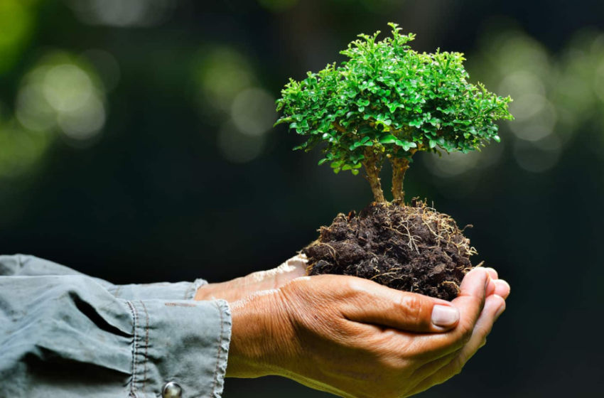  Día Nacional del Árbol: ¿cómo podemos ayudar a cuidarlos?