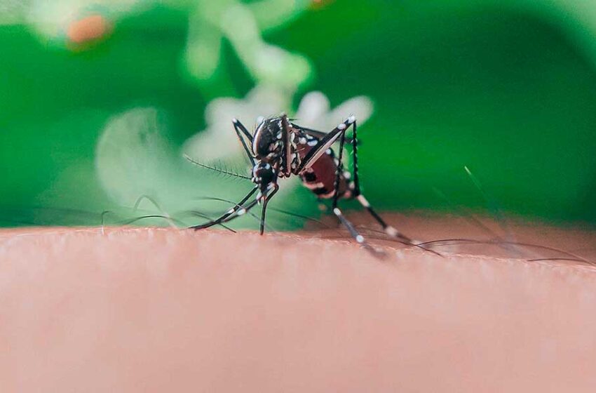  Dengue: Conoce los síntomas y las medidas que se deben tomar para prevenir esta enfermedad