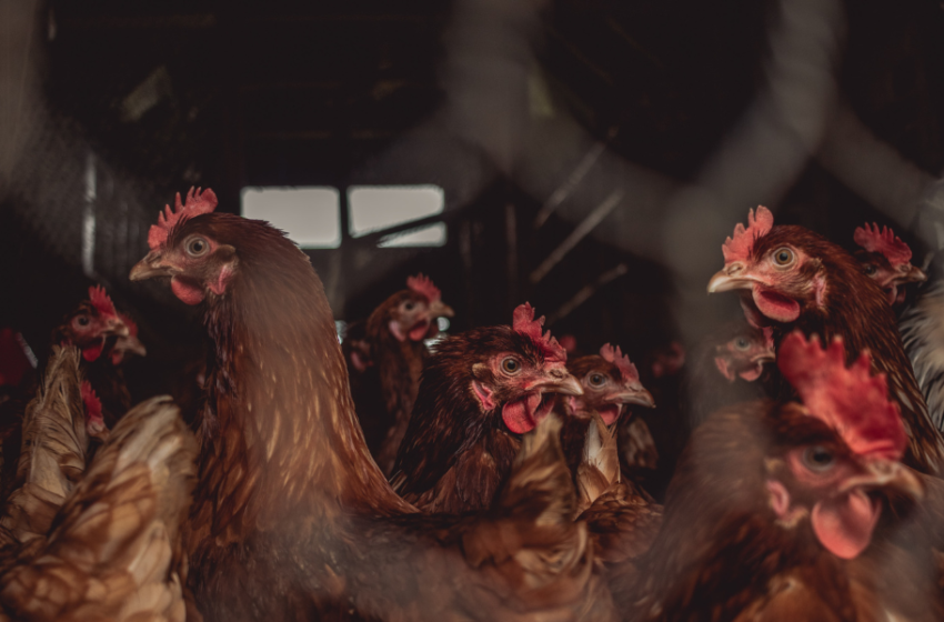  Mejorando la utilización del calcio y del fósforo en el pollo de engorde moderno.