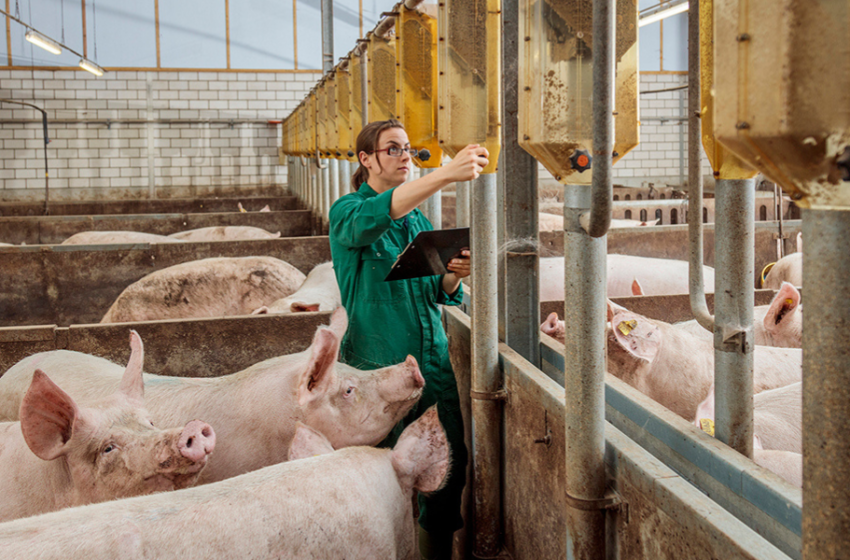  Cinco puntos que debes saber sobre la bioseguridad en las granjas.