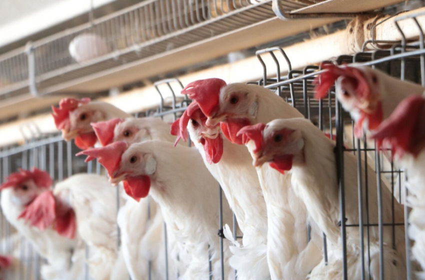  Presencia de influenza aviar en aves no pone en riesgo el consumo de huevos y carne de pollo.