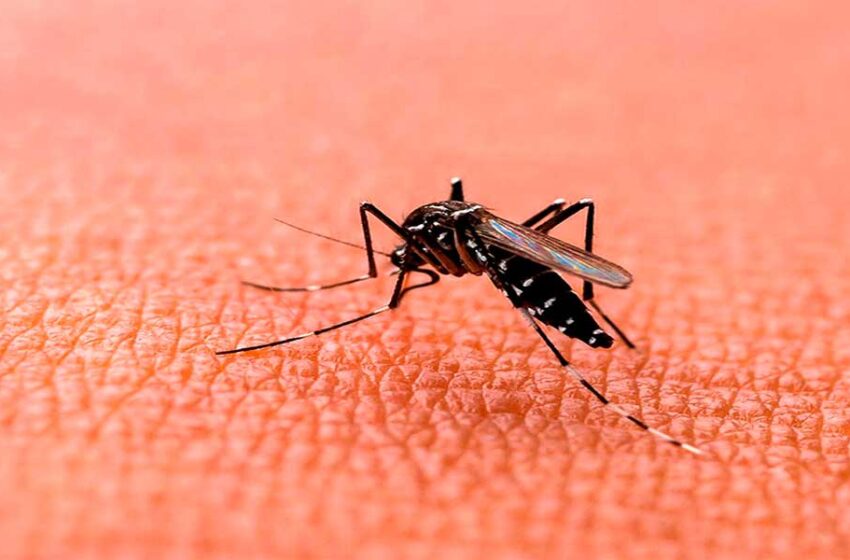  Ciclón Yaku: ¿Cómo prevenir la propagación y contagio del dengue?