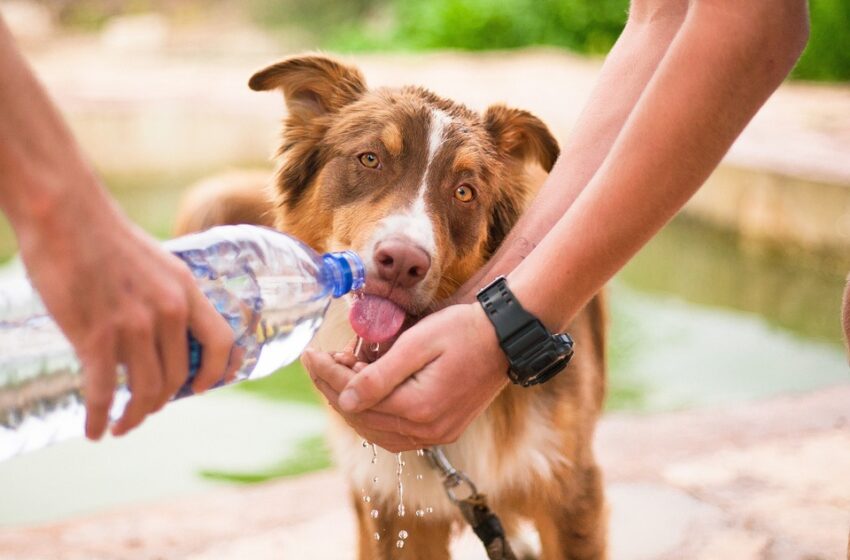  Todo lo que debes saber para proteger a tu mascota de las altas temperaturas del verano