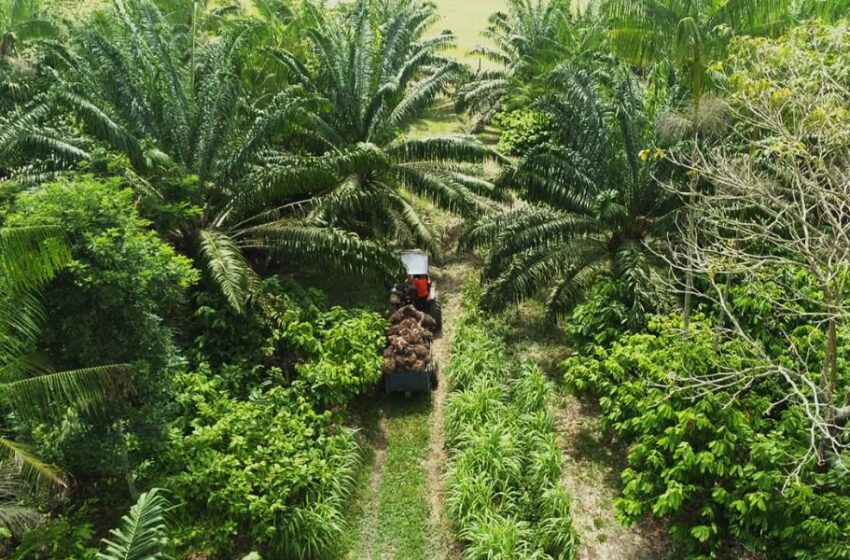  Día Internacional de los Bosques: conoce los beneficios que nos regalan.