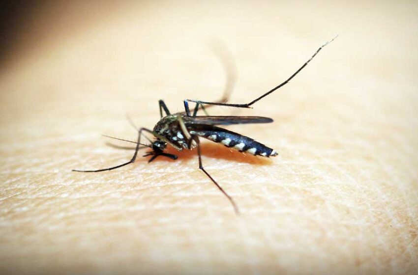  Inundaciones en Perú: Conozca como prevenir la propagación de enfermedades por zancudos y mosquitos