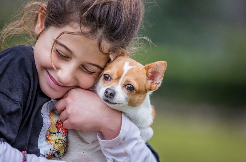  Cinco consejos que debes tener en cuenta si piensas salir de viaje con tu mascota