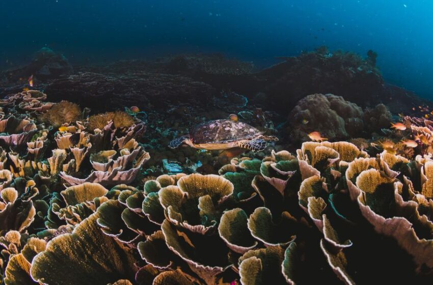  Día de la Tierra: Proyecto artístico busca devolverle la vida a los arrecifes de coral a través del uso de Inteligencia Artificial 