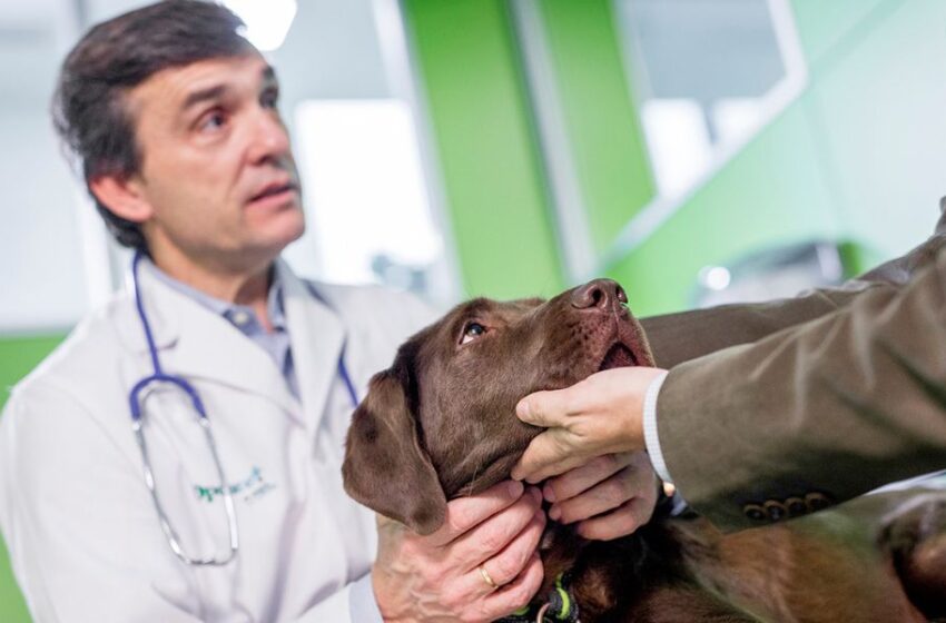  Día Mundial del Veterinario: tres importantes funciones que realizan a favor de la salud pública