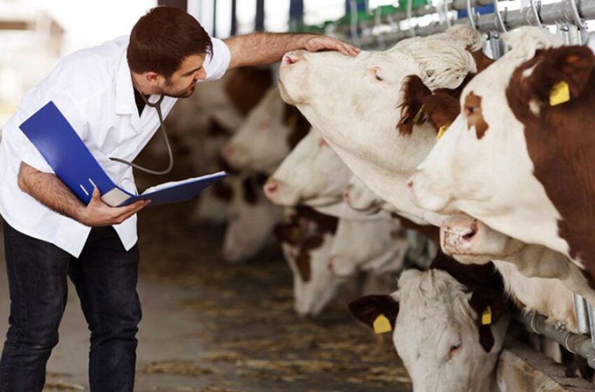  Día Mundial de la Zoonosis: tres valiosos consejos para cuidar la salud