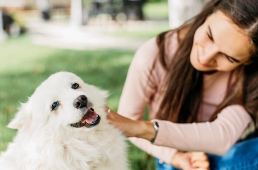  Día del veterinario peruano: ¿Cómo darle cuidado a tu mascota para que te acompañe más tiempo?