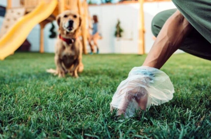  La OFEC comparte tips para el manejo adecuado de las heces de los animales de compañía.