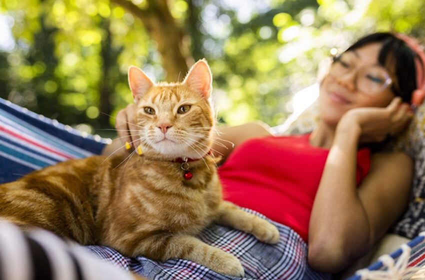  Día Internacional del Gato: cuatro enfermedades que pueden afectar a tu mascota