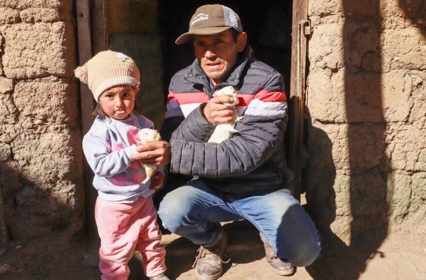  Padre ejemplar: Alexander construye el futuro de su familia con la crianza de cuyes en las alturas de Ayacucho 