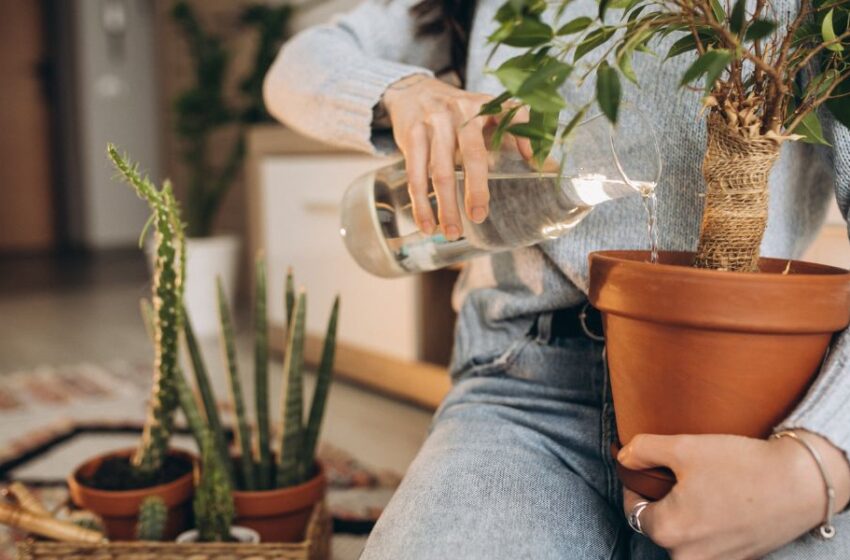  Primavera 2023: conoce los beneficios de tener plantas en casa