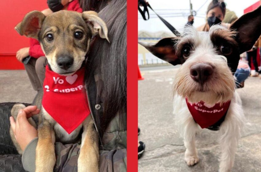  Únete a la jornada nacional de adopción más grande del Perú con Superpet: ¨Por más mascotas felices¨