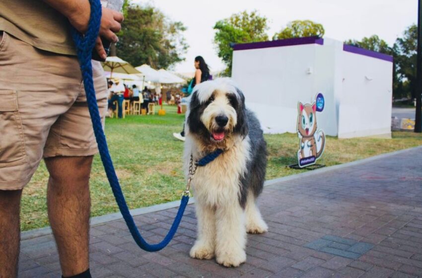  Feria en Jesús María: Cinco cosas que hacer en el Pet Fest segunda edición con toda la familia