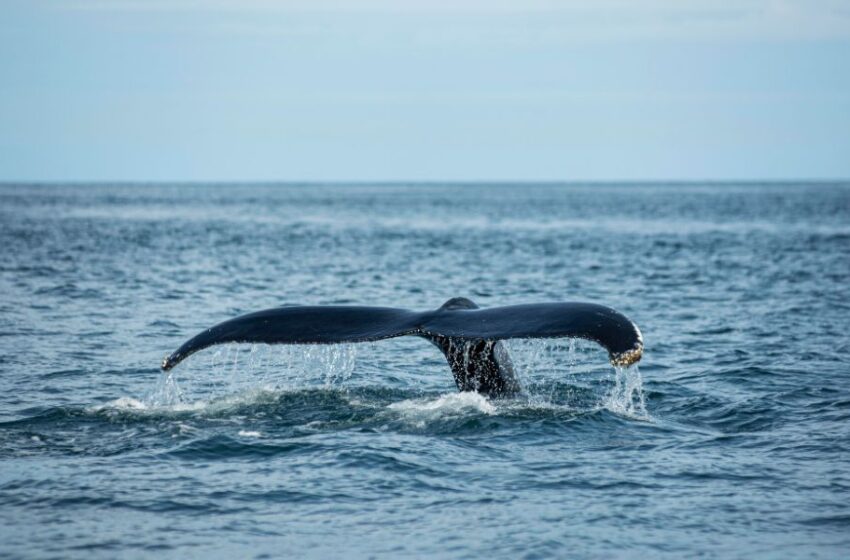  Avistamiento de ballenas en el norte peruano: dónde quedarse y todo lo que se debe saber