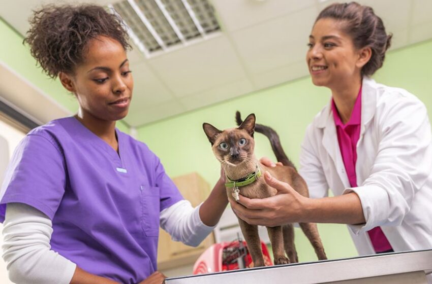  Día Mundial de la Diabetes: la importancia de su detección y tratamiento en perros y gatos    