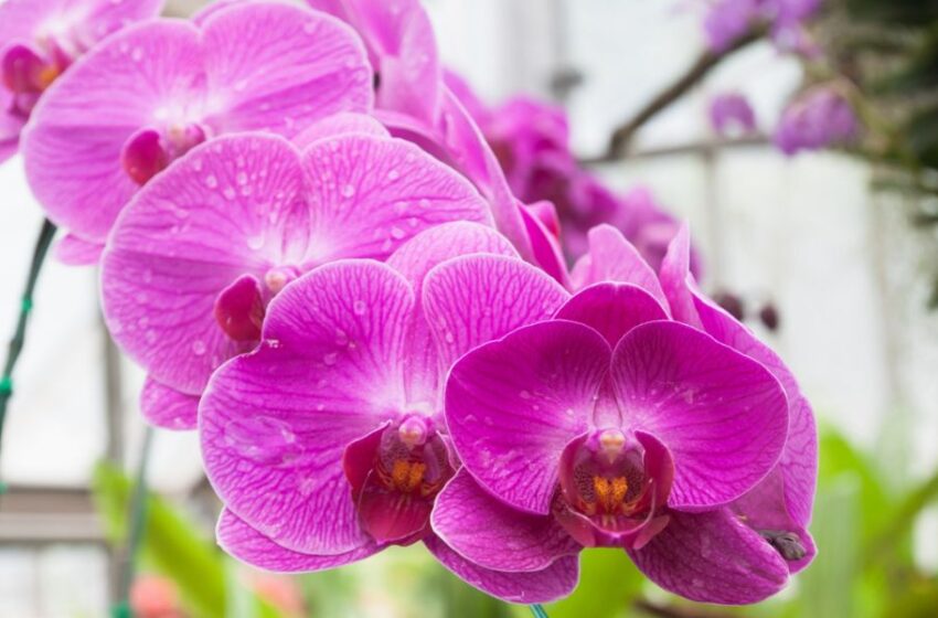  Celebra la biodiversidad y la elegancia floral en la Exposición Internacional de Orquídeas 2023