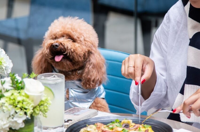  El Hotel Hilton Garden Inn Lima Miraflores estrena su nueva terraza Pet Friendly