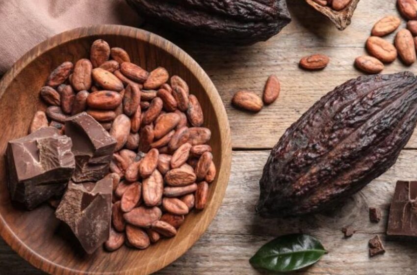  Un verdadero tesoro a la alegria; El cacao