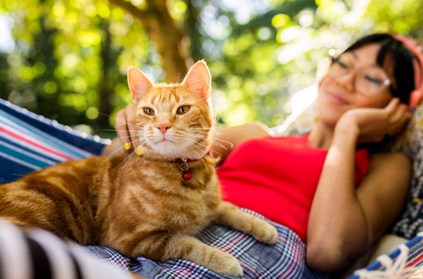  La importancia de desparasitar a tu mascota en verano