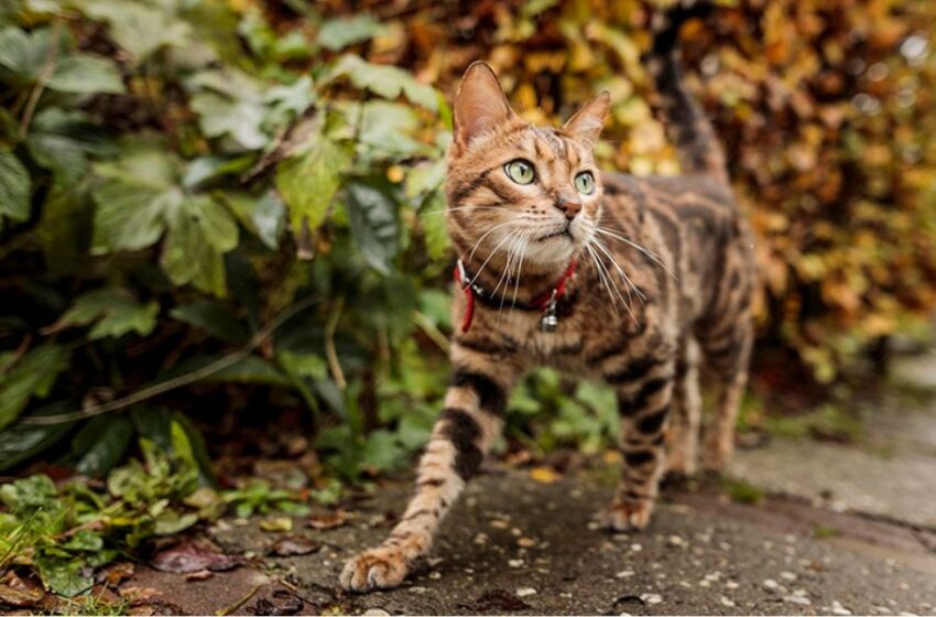  Día del Gato: tres consejos para combatir la leucemia felina