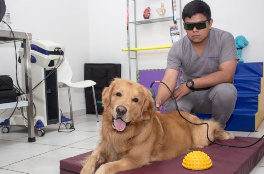  5 Beneficios de  usar técnicas de fisioterapia y rehabilitación para mejorar la salud de nuestras mascotas