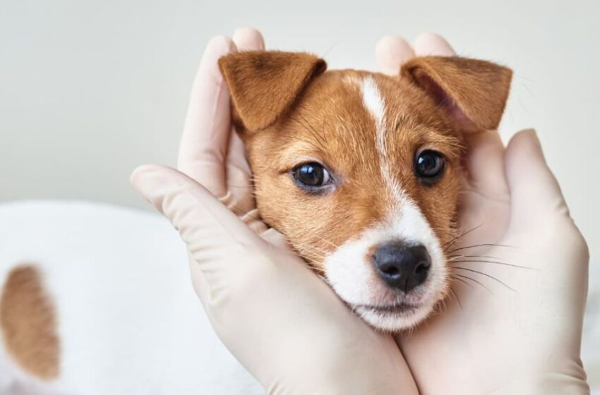  Parvovirus y distemper: aprende a prevenirlas en tu mascota