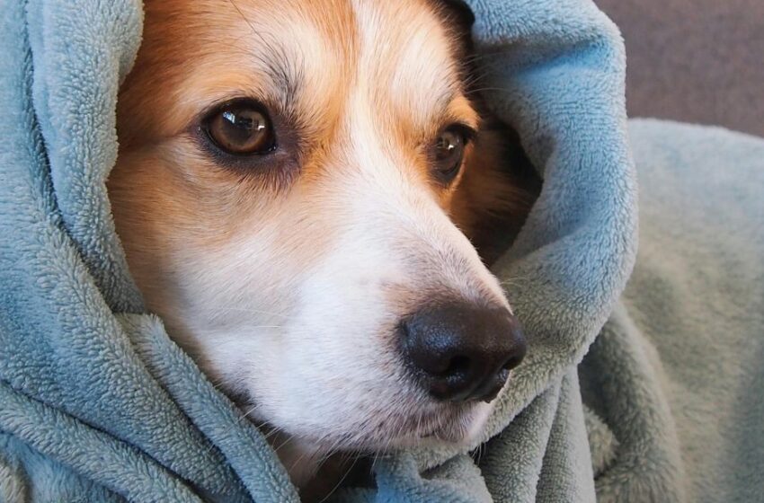  Del calor al frío: Sigue estas recomendaciones para ayudar a tu mascota a adaptarse al cambio de estación