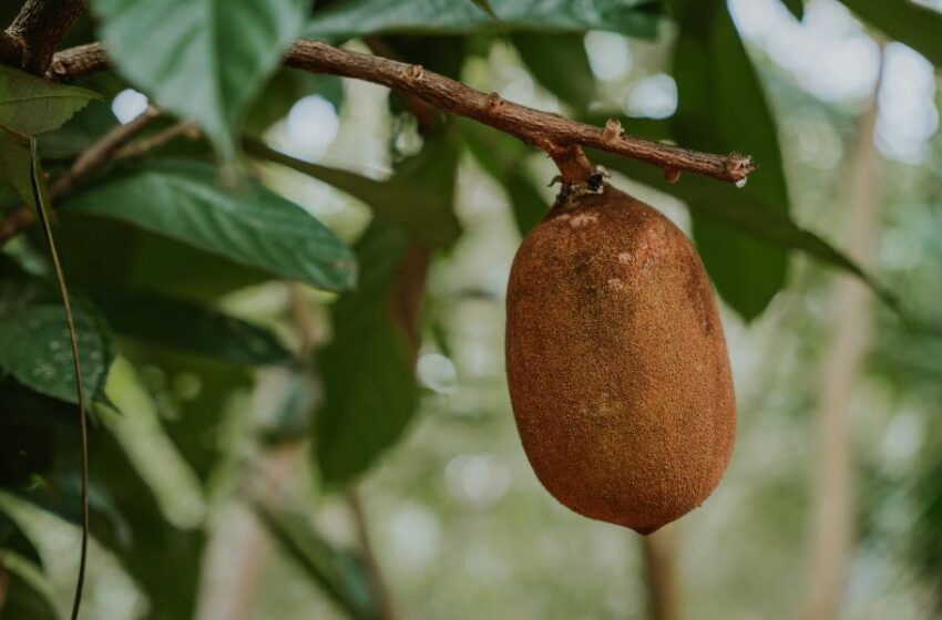  Día de la Biodiversidad: 4 frutos del Amazonas con increíbles beneficios para la piel y el cabello