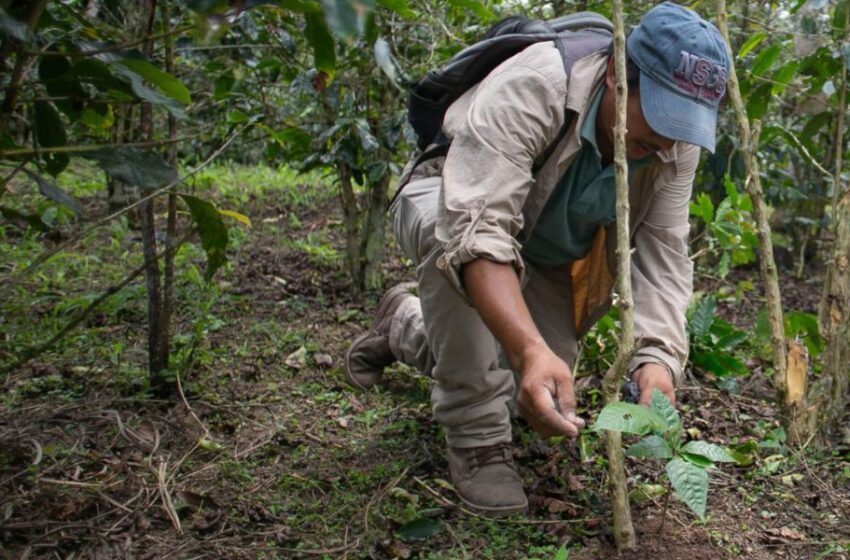  Biocrédito: Primera herramienta financiera ‘Verde’ que colocará s/ 13.6 millones en la Amazonía peruana en 2024