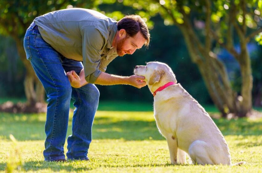  DÍA DEL PERRO: 5 CONSEJOS PARA CUIDAR A TU PELUDO