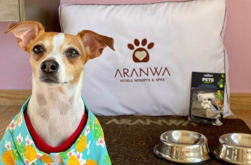  Día Del Perro Callejero: Voz Animal y Aranwa Hotels se unen para combatir el abandono animal