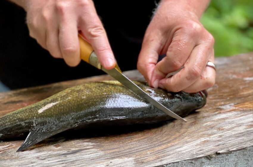  El caldo tiene con alto contenido de colágeno, omega-3 y antioxidantes que ayudan a estimular la memoria y el neurodesarrollo.