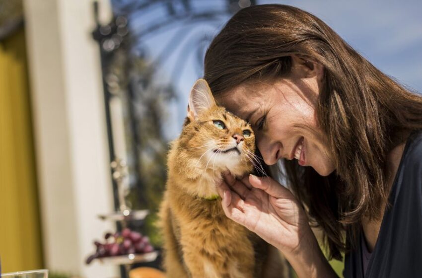  ¿Cómo mantener una buena relación entre gatos y perros mascotas?