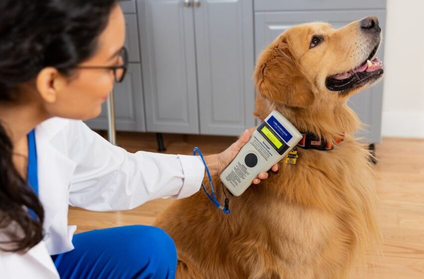  4 Especialidades poco conocidas de la Medicina Veterinaria para nuestras mascotas