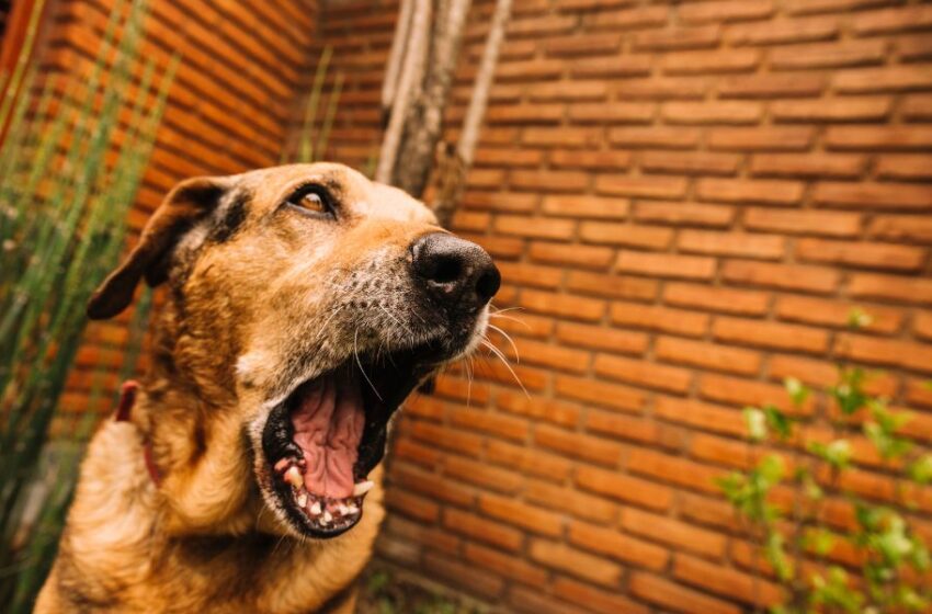  ¿Cuáles son los cuidados que debes tener en cuenta para proteger a tu mascota de la rabia?