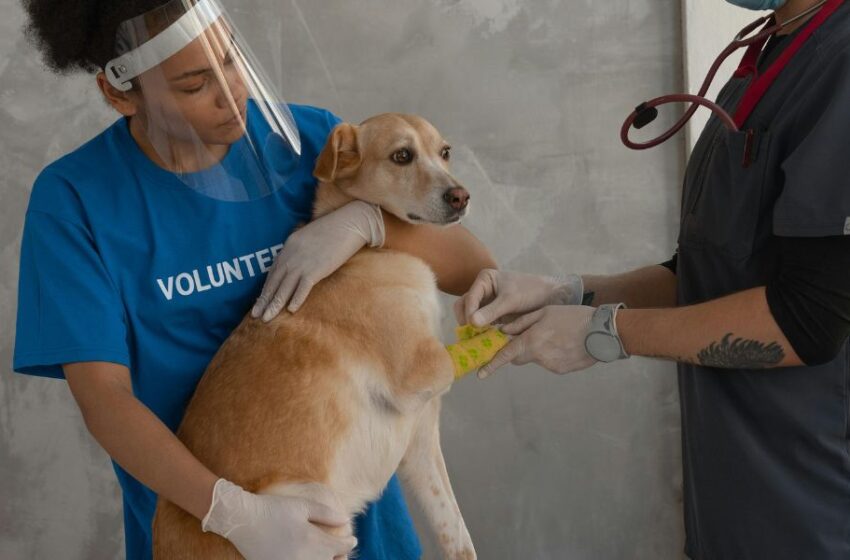  Personal de las municipalidades de Lima Metropolitana podrán capacitarse gratuitamente para realizar campañas de esterilizaciones