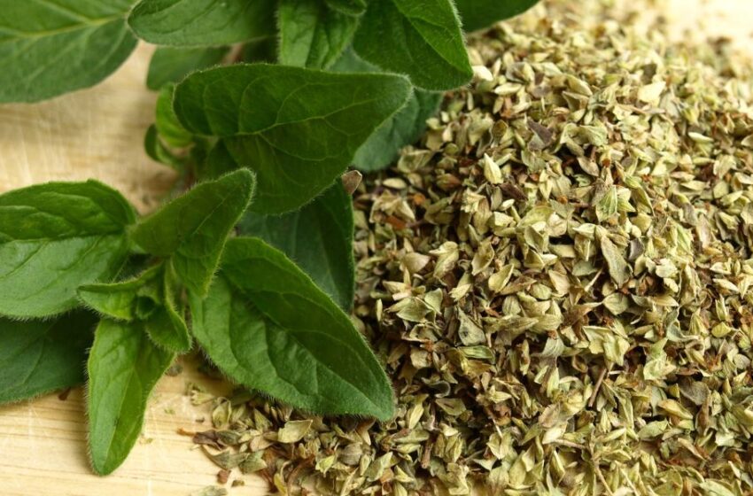  El orégano y sus propiedades: Un tesoro natural para la salud