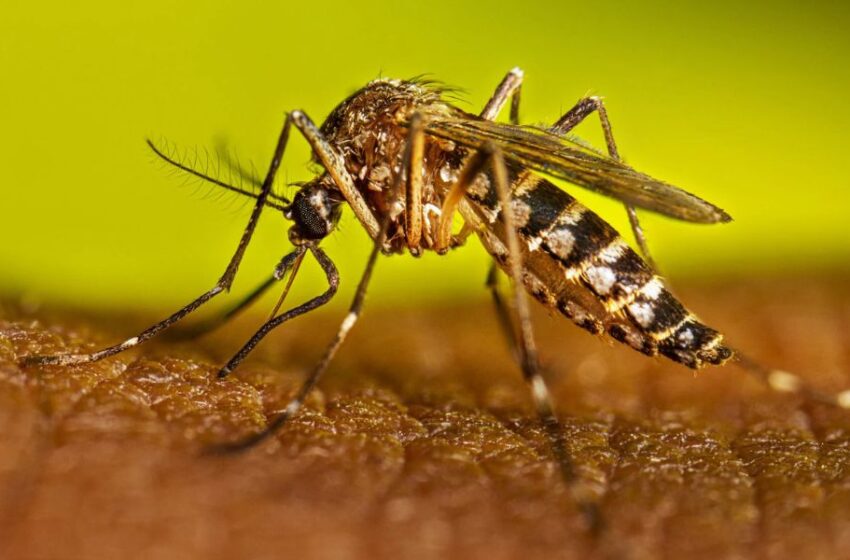  Guía práctica para ayudar a prevenir picaduras de mosquitos y enfermedades en esta temporada