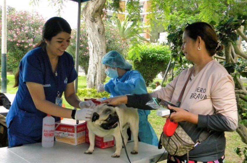  Municipios anuncian campaña veterinaria gratuita