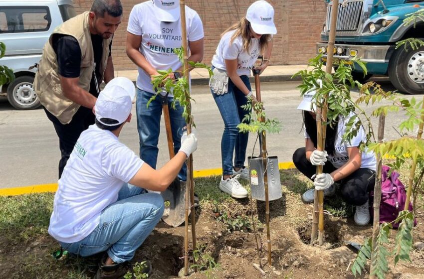  6 pasos para forestar zonas urbanas con el método Miyawaki