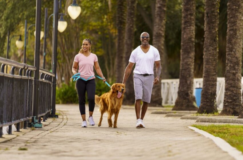  Diabetes canina: Los cuidados que hay que tener y cómo prevenirla